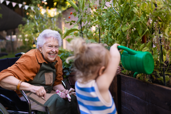 Portrait of a little adorable girl working in garden her grandmother in wheelchair. A young girl watering plants, takes care of vegetables growing in raised beds.