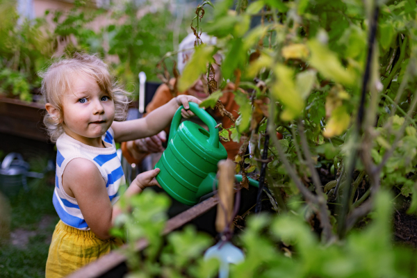 Portrait of a little adorable girl helping her grandmother in the garden. A young girl watering plants, takes care of vegetables growing in raised beds.