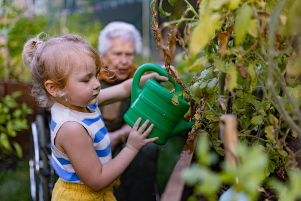 Portrait of a little adorable girl helping her grandmother in the garden. A young girl watering plants, takes care of vegetables growing in raised beds.