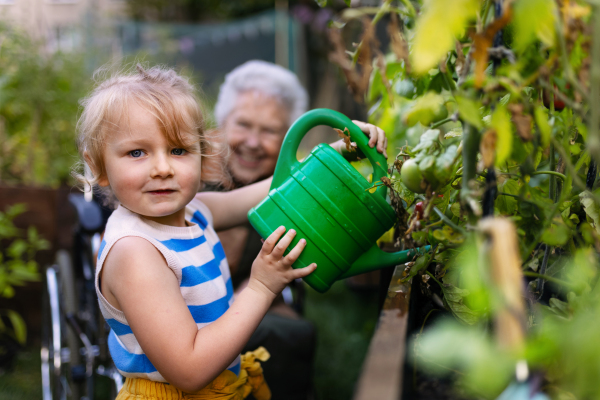 Portrait of a little adorable girl helping her grandmother in the garden. A young girl watering plants, takes care of vegetables growing in raised beds.