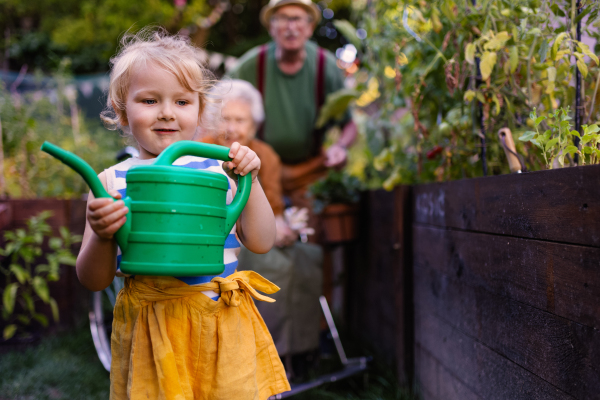 Portrait of a little adorable girl working in garden her grandparents. A young girl watering plants, takes care of vegetables growing in raised beds.