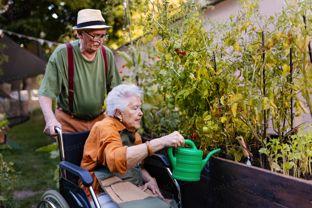 Portrait of senior couple taking care of vegetable plants in urban garden in the city. Pensioners spending time together gardening in community garden in their apartment complex. Nursing home residents gardening outdoors.