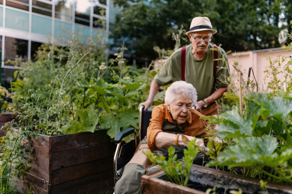 Portrait of senior friends taking care of vegetable plants in urban garden in the city. Pensioners spending time together gardening in community garden in their apartment complex. Nursing home residents gardening outdoors. Woman in wheelchair planting flowers.