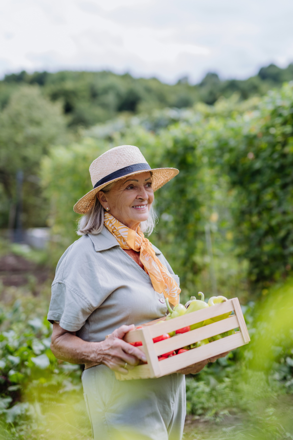 Beautiful senior woman standing in the middle of a field, holding a wooden crate filled with the harvested crop. Harvesting vegetables in the fall.