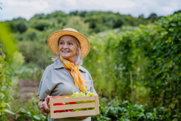 Beautiful senior woman standing in the middle of a field, holding a wooden crate filled with the harvested crop. Harvesting vegetables in the fall.