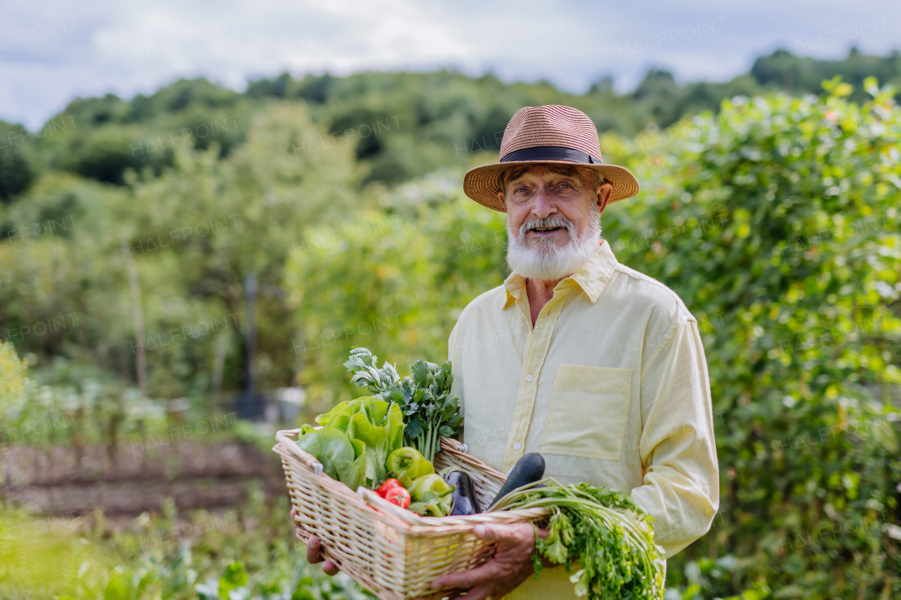 Portrait of senior man standing in the middle of a field, holding a wooden crate filled with the harvested crop. Harvesting vegetables in the fall.