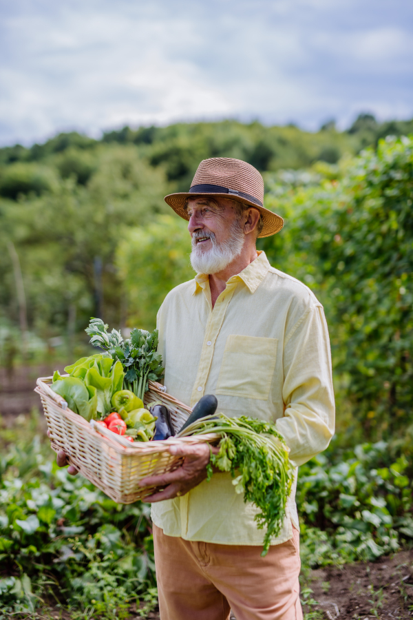 Portrait of senior man standing in the middle of a field, holding a wooden crate filled with the harvested crop. Harvesting vegetables in the fall.