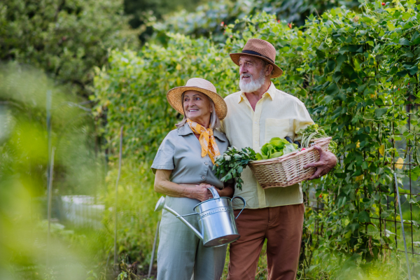 Beautiful senior couple standing in the middle of a field, holding a wooden crate filled with the harvested crop. Harvesting vegetables in the fall.