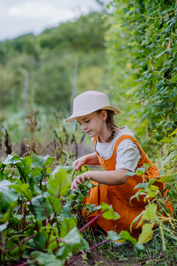 Portrait of a cute little girl working in an autumn garden. The young girl in a dress and hat havesting vegetable and herbs.