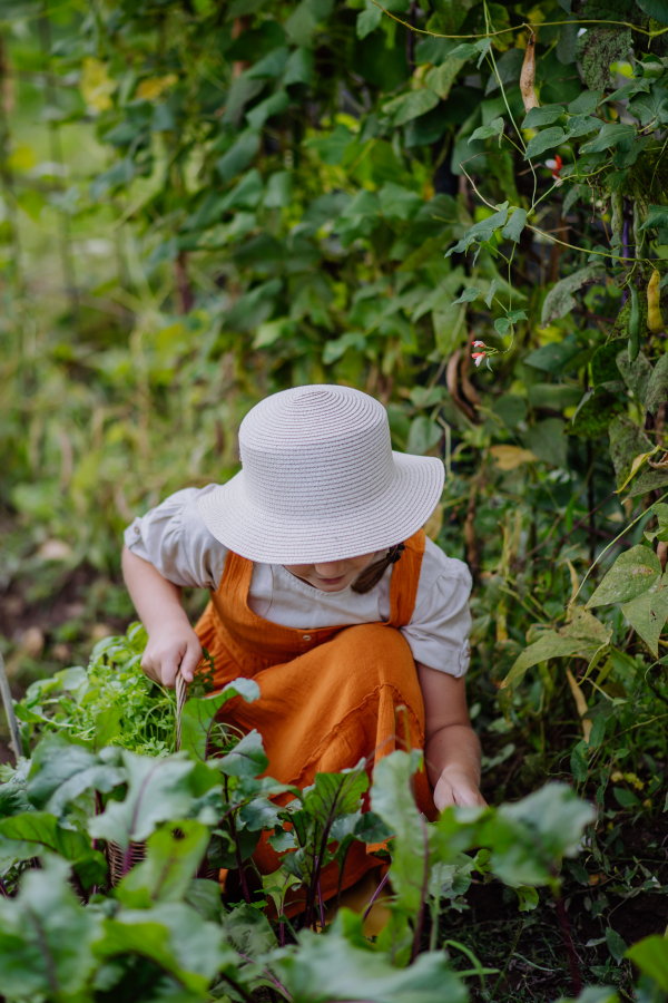 Portrait of a cute little girl in an autumn garden. The young girl in a dress and hat harvesting vegetables from soil.