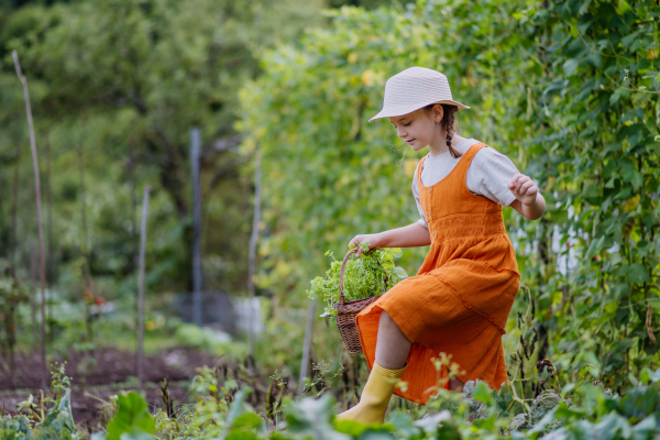 Portrait of a cute little girl in an autumn garden. The young girl in a dress and hat holding a basket full of harvested vegetable and herbs.