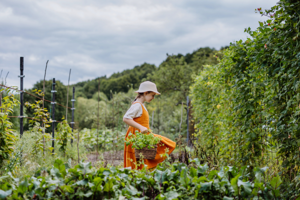 Portrait of a cute little girl in an autumn garden. The young girl in a dress and hat holding a basket full of harvested vegetable and herbs.