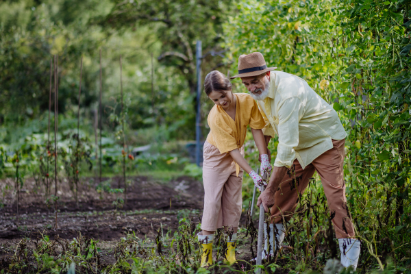 Portrait of grandmother with granddaughter hand hoeing soil with hoe. Concept of importance of grandparents - grandchild relationship. Intergenerational gardening.