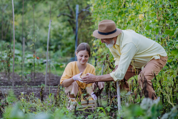 Portrait of grandfather with granddaughter harvesting potatoes in the middle of a field. Concept of importance of grandparents - grandchild relationship. Intergenerational gardening.