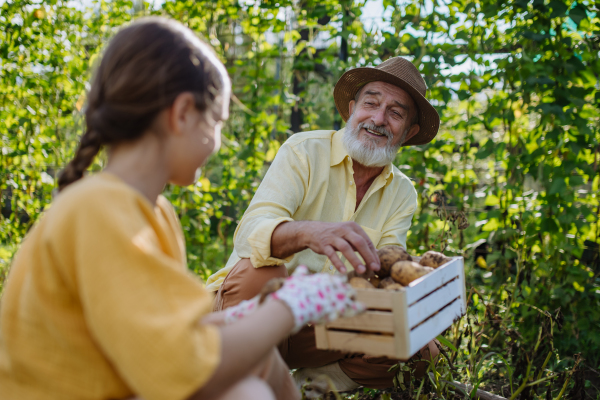 Portrait of grandfather with granddaughter harvesting potatoes in the middle of a field. Concept of importance of grandparents - grandchild relationship. Intergenerational gardening.