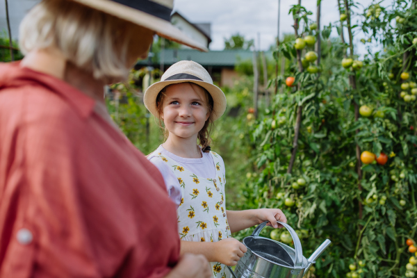 Portrait of grandmother with granddaughter watering vegetables in the middle of a field. Concept of importance of grandparents - grandchild relationship. Intergenerational gardening.