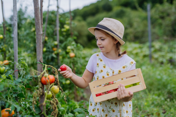 Portrait of a young girl picking tomatoes from plant in a field.