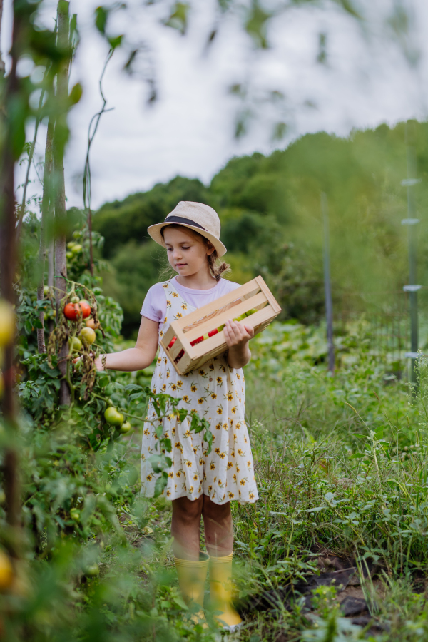 Portrait of a young girl picking tomatoes from plant in a field.