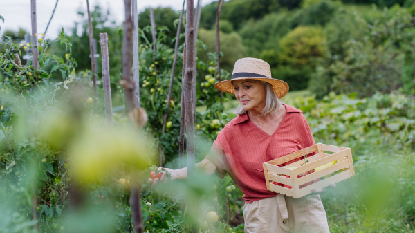 Portrait of a senior woman picking ripe tomatoes from the plants in her own garden. Harvesting vegetables in the autumn. Concept of hobbies in retirement.