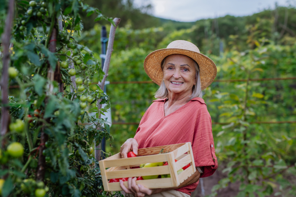 Beautiful senior woman standing in the middle of a field, holding a wooden crate filled with the harvested crop. Harvesting vegetables in the fall.