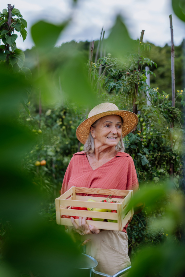 Beautiful senior woman standing in the middle of a field, holding a wooden crate filled with the harvested crop. Harvesting vegetables in the fall.