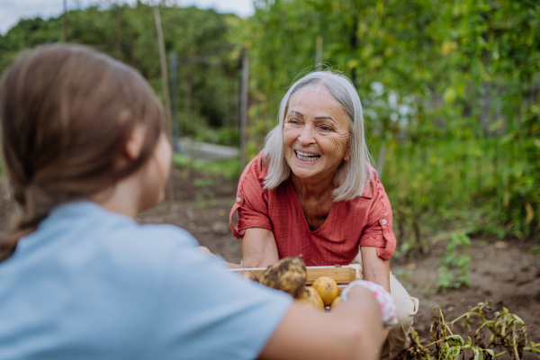 Portrait of grandmother with granddaughter harvesting potatoes in the middle of a field. Concept of importance of grandparents - grandchild relationship. Intergenerational gardening.