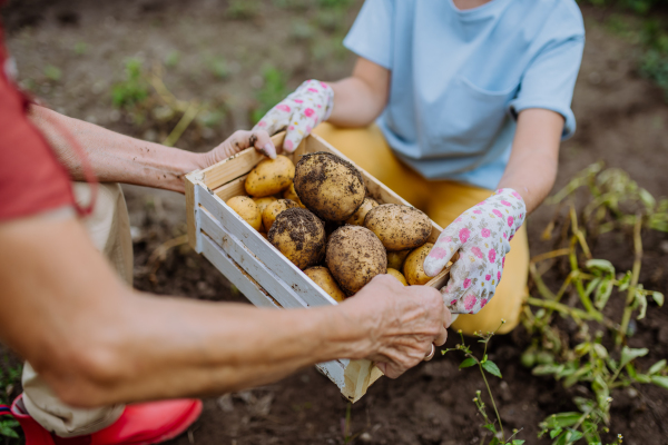 A wooden crate full of potatoes picked from the ground, from the field.