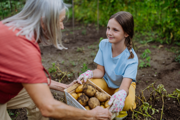 Portrait of grandmother with granddaughter harvesting potatoes in the middle of a field. Concept of importance of grandparents - grandchild relationship. Intergenerational gardening.