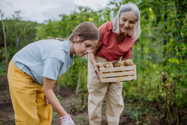 Portrait of grandmother with granddaughter hand hoeing soil with hoe. Concept of importance of grandparents - grandchild relationship. Intergenerational gardening.