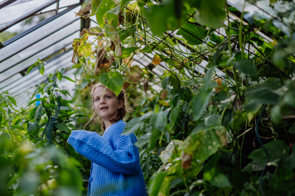 Portrait of a cute young girl standing in a greenhouse in the middle of growing vegetables.