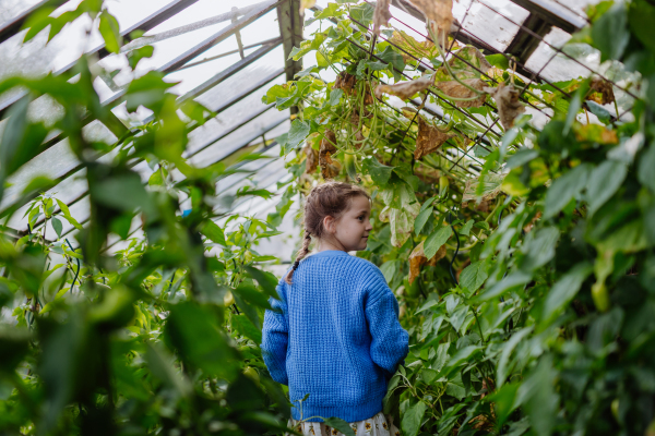 Portrait of a cute young girl standing in a greenhouse in the middle of growing vegetables.