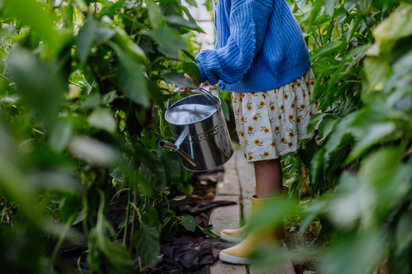 Portrait of young girl watering plants with watering can in a greenhouse. Girl working in the middle of growing vegetables.