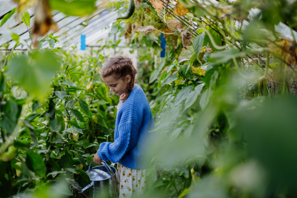 Portrait of a cute young girl watering plants with watering can in a greenhouse. Girl working in the middle of growing vegetables.