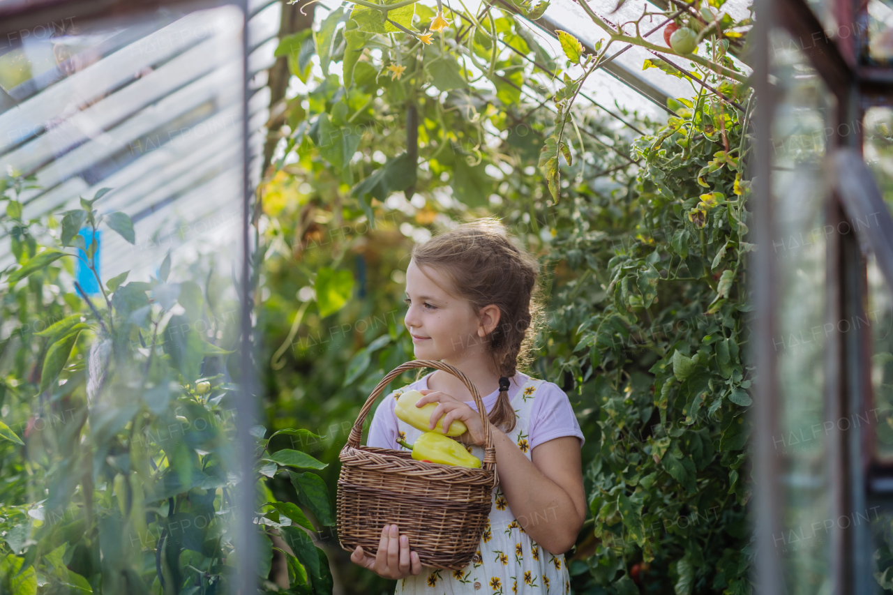 Portrait of a young girl in sundress picking peppers in a greenhouse. Girl working in the middle of growing vegetables.