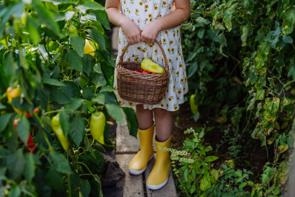 Portrait of a young girl in sundress picking peppers in a greenhouse. Girl working in the middle of growing vegetables.