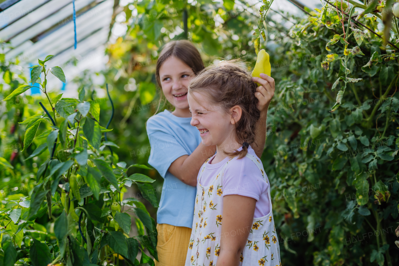 Portrait of sisters taking care of plants in a greenhouse. Girl working in the middle of growing vegetables, picking peppers.