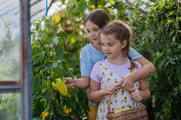 Portrait of sisters taking care of plants in a greenhouse. Girl working in the middle of growing vegetables, picking peppers.