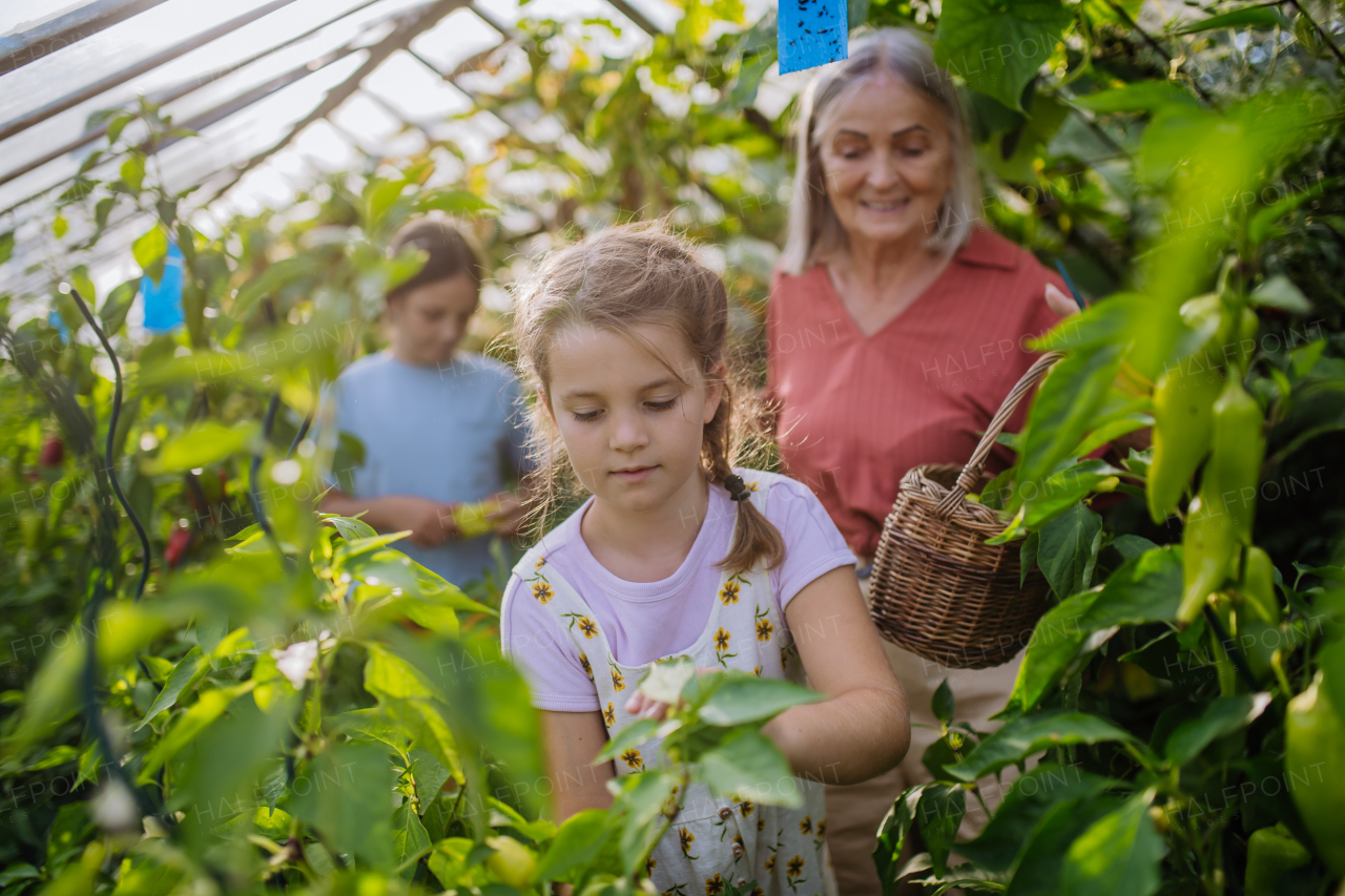 Portrait of a cute young girl standing in a greenhouse with her grandmothr in the middle of growing vegetables.