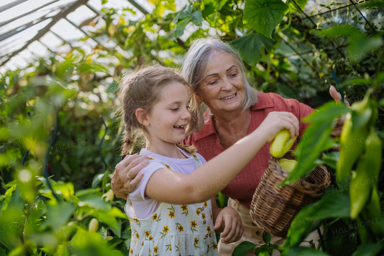 Portrait of grandmother with granddaughter picking ripe bell peppers from plant in greenhouse. Concept of importance of grandparents - grandchild relationship. Intergenerational gardening.