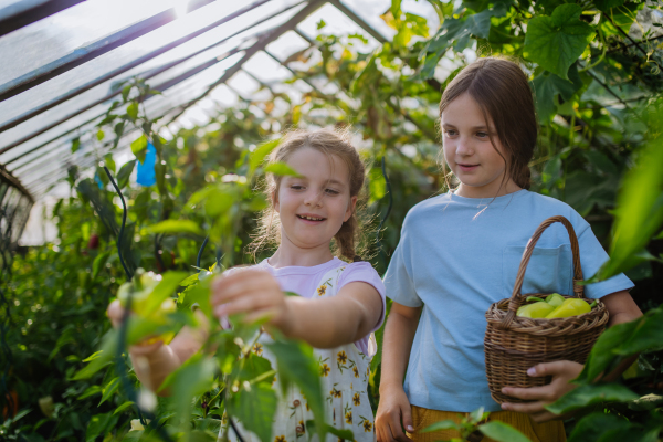 Portrait of sisters taking care of plants in a greenhouse. Girl working in the middle of growing vegetables, picking peppers.