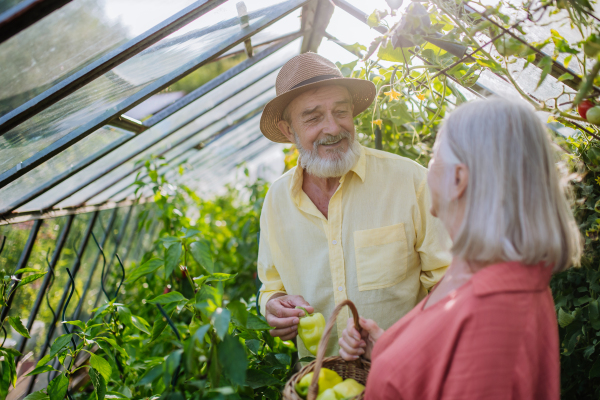 Portrait of senior couple picking ripe bell peppers from plant in their greenhouse. Harvesting vegetables in the autumn. Concept of hobbies in retirement.