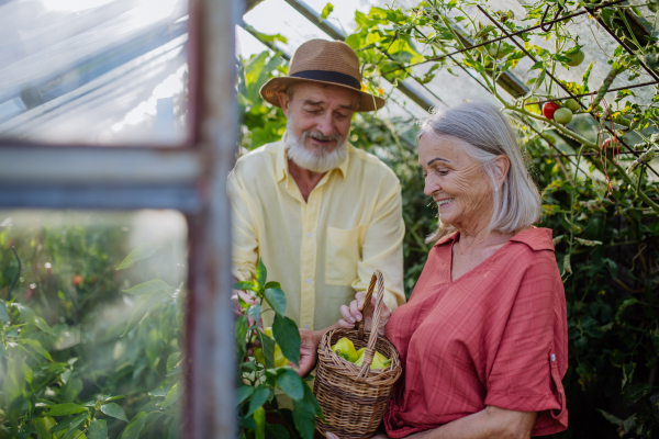 Portrait of senior couple picking ripe bell peppers from plant in their greenhouse. Harvesting vegetables in the autumn. Concept of hobbies in retirement.