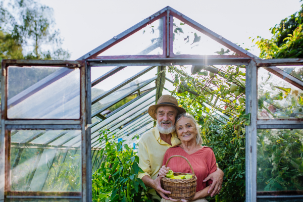 Portrait of senior couple picking ripe bell peppers from plant in their greenhouse. Harvesting vegetables in the autumn. Concept of hobbies in retirement.