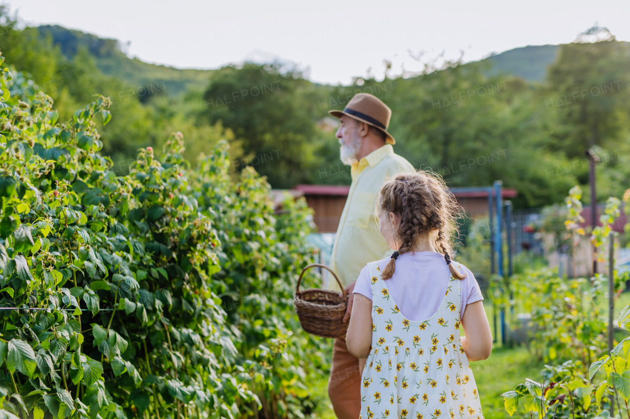 Portrait of grandfather with granddaughter granddaughter picking rasberries from the bush. Concept of importance of grandparents - grandchild relationship. Intergenerational gardening.