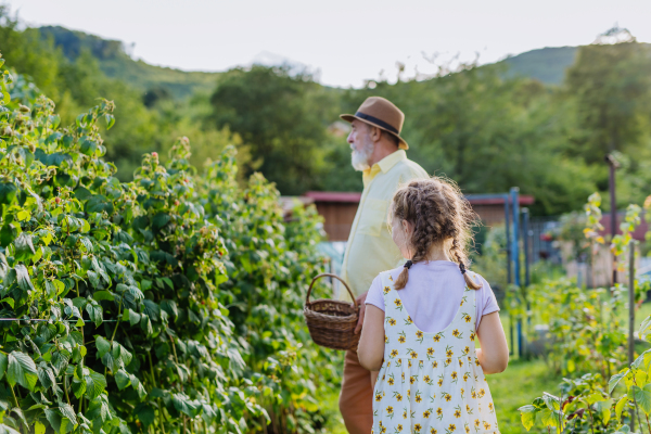 Portrait of grandfather with granddaughter granddaughter picking rasberries from the bush. Concept of importance of grandparents - grandchild relationship. Intergenerational gardening.