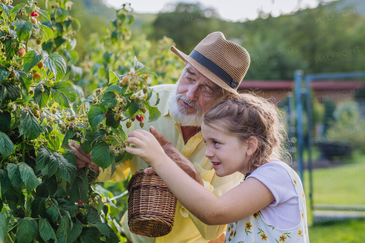 Portrait of grandfather with granddaughter granddaughter picking rasberries from the bush. Concept of importance of grandparents - grandchild relationship. Intergenerational gardening.