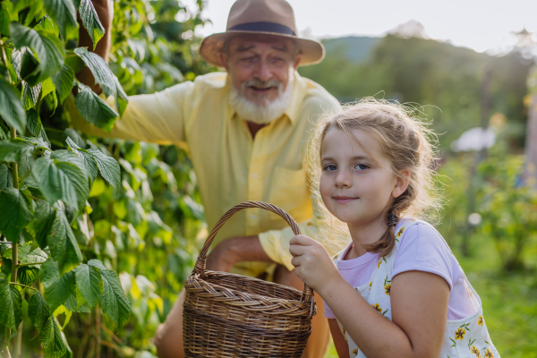 Portrait of grandfather with granddaughter granddaughter picking rasberries from the bush. Concept of importance of grandparents - grandchild relationship. Intergenerational gardening.