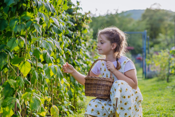 Portrait of a cute little girl in an autumn garden. The young girl in a dress and hat holding a basket full of harvested vegetable and herbs.