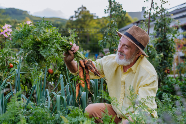 Handsome senior man pulling carrots from the ground, admiring harvest from his own garden. Harvesting vegetables in the fall. Concept of hobbies in retirement.