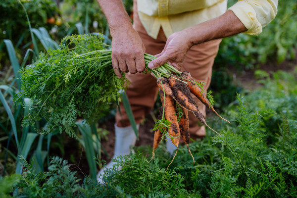 Man pulling carrots from the ground. Close-up of a fresh carrot pulled straight from the ground, soiled with dirt.